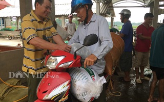 “Gia Cát Lượng” ương cá giống ở Bắc Giang