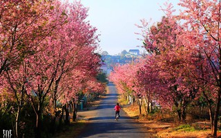 Những mùa hoa hạnh phúc