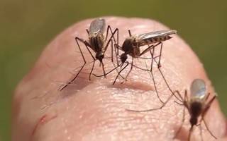 10 cách trị vết muỗi đốt ngay tức thì mà không cần bôi thuốc