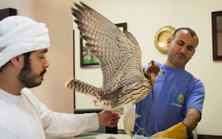 Chăm chim ưng kiểu nhà giàu Ả Rập