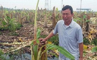 Giám đốc thuê "dọn dẹp", 2.000 cây chuối bị côn đồ triệt hạ
