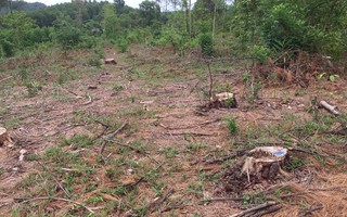Khởi tố đối tượng bán rừng thông đặc dụng