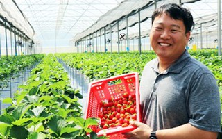 Người Hàn trồng dâu tây tại Đà Lạt