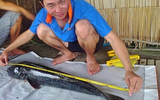 Cá lóc bông khủng dày đặc ở Láng Sen