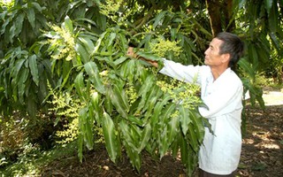 Trồng xoài qua mạng