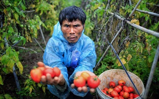 Cà chua tại vườn "rẻ như cho", ra chợ đắt gấp 10