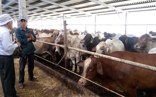 'Vua chuối' kiếm triệu đô nhờ vỗ béo bò Úc