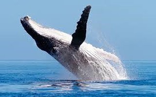 Hiện tượng lạ: Cá voi nghiêng mình "chào" du khách!