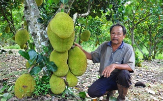 Lão nông trồng mít Thái lá bàng thu tiền tỉ mỗi năm