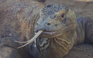 "Lấy độc trị độc" bằng máu rồng Komodo