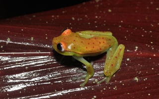 Phát hiện loài ếch phát sáng đầu tiên trên thế giới