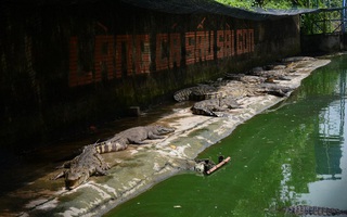 Hàng vạn con cá sấu đói lả ‘chờ chết’