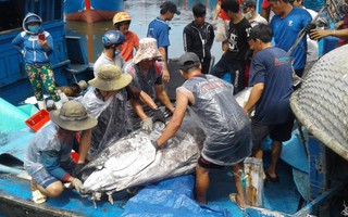 Ngư dân Bình Định câu dính cá ngừ khủng nặng 280kg