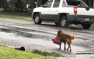 Chú chó "biểu tượng cho sức mạnh Texas" trong bão Harvey