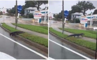 Mất nhà vì bão Irma, cá sấu lang thang ở Florida