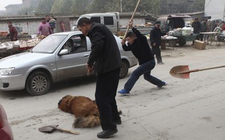 Thảm cảnh của chó ngao Tây Tạng