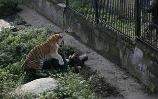 Hổ tấn công nhân viên sở thú trước mắt du khách