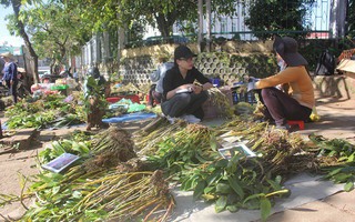 Săn vô tội vạ, lan rừng quý có nguy cơ cạn kiệt