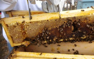 Hiểm hoạ khôn lường từ mật ong giả