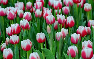 Lạc lối giữa ngàn hoa Tulip tại Vinpearl Land Nha Trang