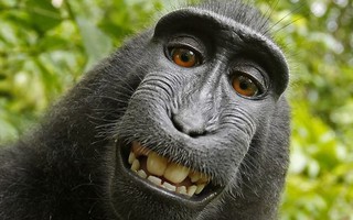 Khỉ hoang dã thành 'ngôi sao mạng xã hội' nhờ nụ cười dễ thương