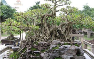 “Vi hành” làng cây cảnh thế khủng, cực chất