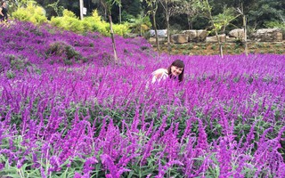 Ngẩn ngơ với thung lũng hoa ở cao nguyên Lào Cai