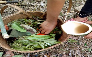 Rau bép: Đặc sản núi rừng