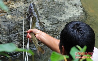 Săn cá 'đặc sản' ở  Nghệ An