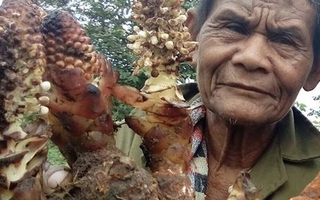 Sơn nhân và những cuộc săn "lộc rừng"