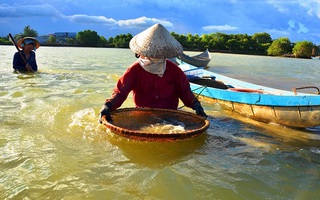 Nghề độc “vợ chồng cùng ngâm mình" lấy ngày nửa triệu