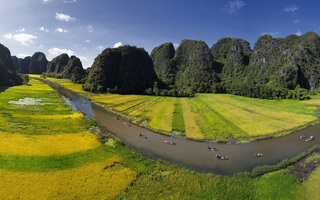 Ngỡ ngàng mùa lúa chín như tranh vẽ ở Tam Cốc