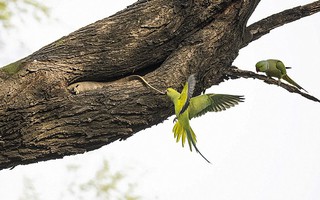 Xúc động tình mẫu tử của loài chim vẹt đuôi dài
