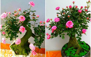 Mua hồng bonsai sang chảnh về chưng Tết