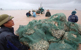 Cận cảnh bắt hàng trăm tấn ngao ở biển Tiền Hải