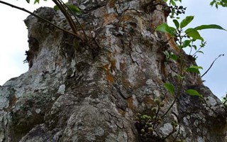 Những cổ cây có 1 không 2 ở Sóc Trăng