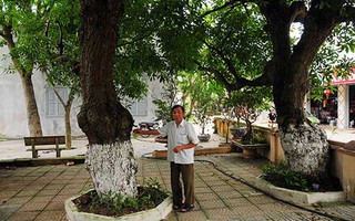 Bí mật về 4 "cụ cây" 700 tuổi ở Đồng Tâm