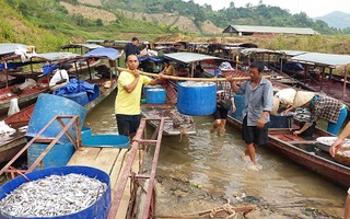 "Mỏi tay" bắt cá trên sông Đà