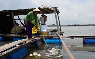 Lại hoang mang vì cá chết