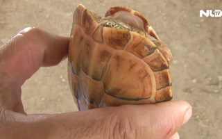 Người dân bắt được rùa vàng lạ ở Tân An