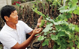 Bậc thầy của nho kiểng