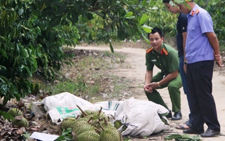 Khởi tố 3 đối tượng trộm cắp sầu riêng khiến 2 người tử vong