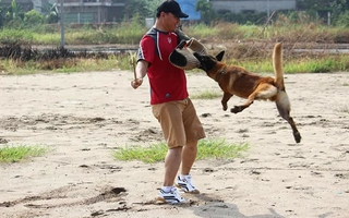 Hốt bạc vì thú cưng muốn biết... ngoại ngữ!