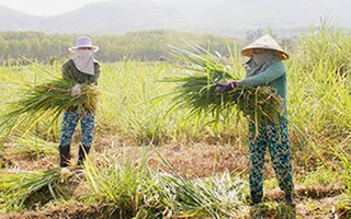 Bí quyết làm giàu: Chuyển đất lúa sang trồng cỏ nuôi bò