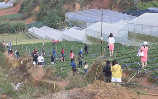 'Cò' du lịch hoành hành Đà Lạt