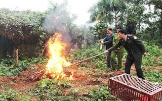 Xôn xao việc tiêu hủy 4 con chim cú và diều hoa