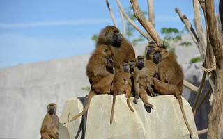 Vườn thú phong tỏa khẩn cấp vì 52 con khỉ đầu chó sổng chuồng