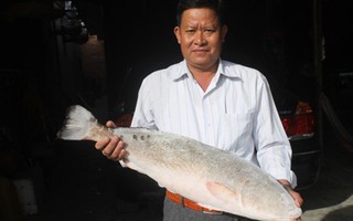 Khánh Hòa: Cặp cá sủ vàng, giá 1,5 tỷ đồng chưa bán