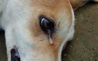 Lạ lùng với "người tốt" chữa chó bị bả chết ngoài đường