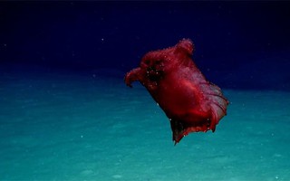 Lần đầu tiên phát hiện “quái vật gà không đầu” ở Nam Cực